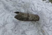 Penestoglossa dardoinella