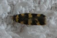 Oegoconia caradjai