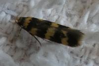 Oegoconia caradjai