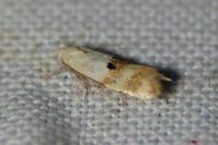 Elachista maculicerusella