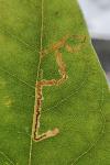 Acalyptris platani