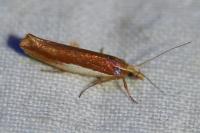 Ypsolopha parenthesella