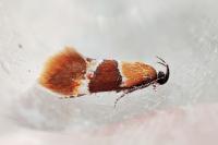 Epicallima bruandella