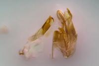 Scrobipalpa instabilella