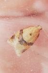 Clepsis