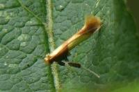 Caloptilia alchimiella