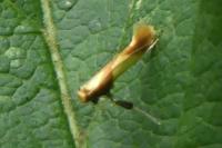 Caloptilia alchimiella