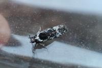 Carpatolechia decorella