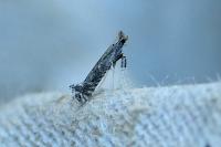 Parornix finitimella
