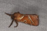 Triodia sylvina