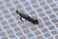 Parornix finitimella