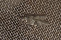 Blastobasis glandulella