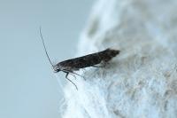 Aproaerema anthyllidella