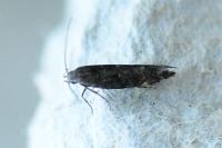 Aproaerema anthyllidella