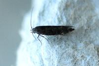 Aproaerema anthyllidella