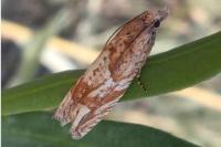 Eucosma tripoliana