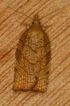 Pandemis corylana