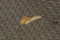 Batia lunaris