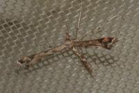 Amblyptilia acanthadactyla