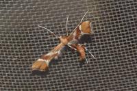 Cnaemidophorus rhododactylus