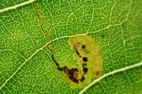 Stigmella trimaculella