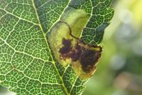 Stigmella plagicolella