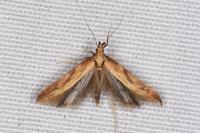 Metzneria neuropterella