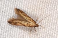 Metzneria neuropterella
