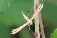 Oxyptilus laetus