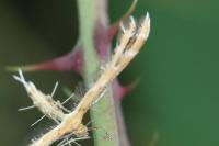 Oxyptilus laetus