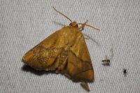 Apoda limacodes