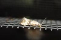 Eupoecilia angustana