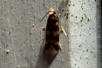 Oegoconia