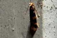 Oegoconia
