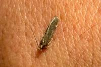 Aroga velocella