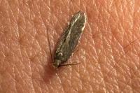 Aroga velocella
