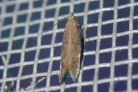 Monochroa conspersella