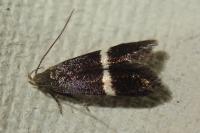 Aproaerema larseniella