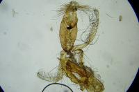 Aproaerema larseniella