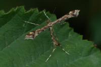 Amblyptilia acanthadactyla