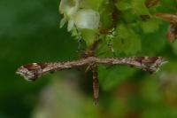 Amblyptilia acanthadactyla