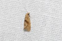 Clepsis consimilana