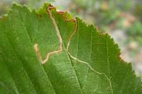 Stigmella microtheriella