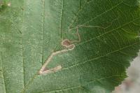 Stigmella microtheriella