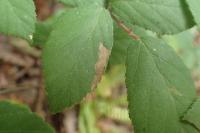 Coptotriche marginea