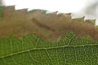 Coptotriche marginea