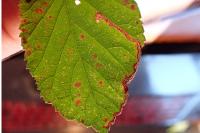 Stigmella aurella