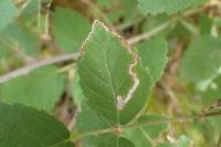 Stigmella aurella