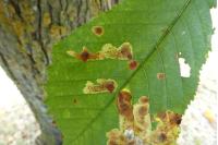 Cameraria ohridella