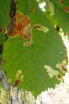 Cameraria ohridella
